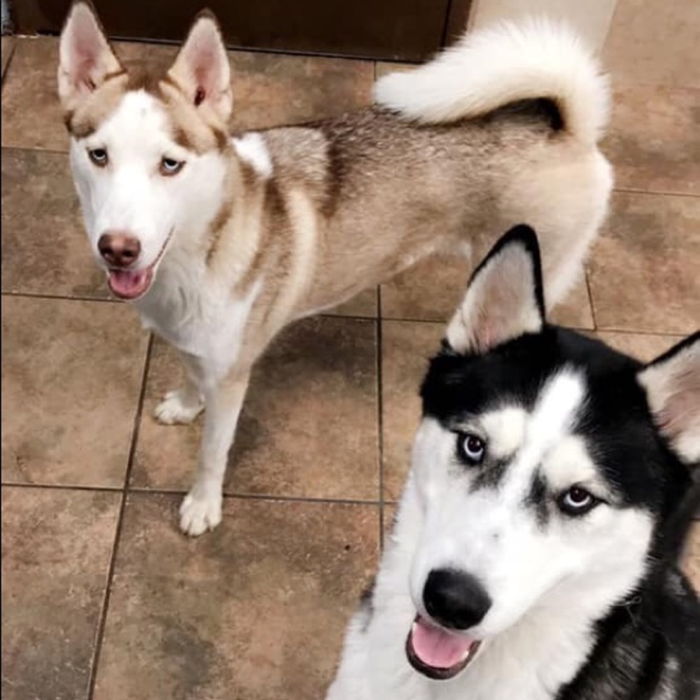 Meet your Posher, Bess